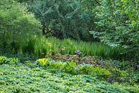 Textures de feuillage contrastantes de fougères et de Rodgersia dans une plantation de bois avec Epimedium, Matteucia orientalis et Rodgersia