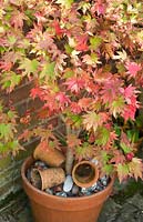 Acer Shirasawanum 'Jordan' arbre à feuilles caduques en pot en terre cuite accordant la couleur en automne au jardin High Meadow dans le Staffordshire