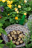 Pommes de terre récoltées dans un panier en osier de petit jardin d'attribution