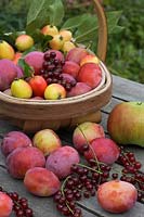 Récolte de fruits d'été avec les prunes Victoria, les groseilles, les pommes sauvages John Downie et les pommes Bramley sur table de jardin avec trug, Norfolk, Royaume-Uni, août