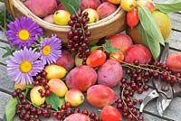 Récolte de fruits d'été avec les prunes Victoria, les groseilles, les pommes sauvages John Downie et les pommes Bramley sur table de jardin avec trug et sécateur, Norfolk, Royaume-Uni, août