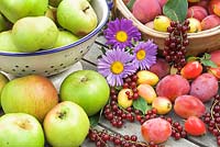 Récolte de fruits d'été avec les prunes Victoria, les groseilles, les pommes sauvages John Downie et les pommes Bramley sur table de jardin avec trug et passoire, Norfolk, UK, août