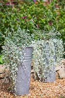 Les plantes comprennent Pelargonium sidoides et Dichondra argentea 'Silver Falls '.
