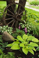 Hostas 'Inniswood' et 'Sharmon' sous un Malus domestica - Pommier orné d'une vieille roue de chariot dans le jardin de la cour avant en été