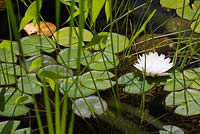 Nymphaea 'Gonnere' - Nénuphar à travers Schoenoplectus 'Albescens' - Club Grey se précipite dans un étang en été