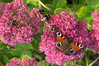 Inachis io - Papillon paon et abeilles sur sedum spectabile automne Joy fleurs - septembre