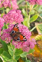 Inachis io - Papillon paon sur sedum spectabile automne Joy fleurs - septembre