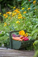 Trug de carottes récoltées, radis, betteraves, haricots verts, calendula et oignons de printemps