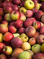 Variétés mixtes de pommes exceptionnelles dans une caisse - septembre