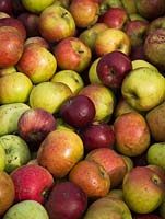 Variétés mixtes de pommes exceptionnelles dans une caisse - septembre
