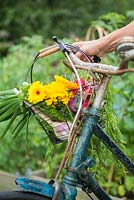 Panier de vélo avec une récolte de Calendula, Radis et Oignons de printemps