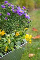 Les plantes comprennent Symphyotrichum novi-belgii - Aster et Viola Teardrops Yellow