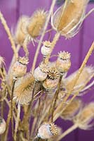 Papaver orientale - Pépins de pavot avec Dipsacus - Peignes à carde