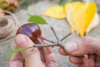 Insérez la coupe Prunus à l'intérieur du Conker, en vous assurant que la ficelle de jute excédentaire est disponible.