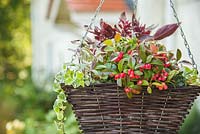 Panier suspendu d'hiver. Les plantes comprennent la Salvia officinalis 'Tricolor', la série Gaultheria procumbens 'Red Baron' Winter Pearls, le lierre panaché et l'irésine.