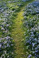 Chionodoxa forbesii - Gloire des neiges et Gagea lutea, chemin menant à travers un tapis de fleurs printanières bleues