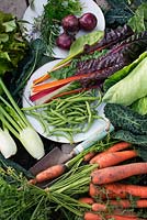 Légumes biologiques récoltés dans le jardin, Brassica oleracea - Chou noir, carottes, citrouille, haricots, Foeniculum vulgare - fenouil, oignon rouge, laitue, herbes, Bette à carde - Beta vulgaris, Brassica - Chou
