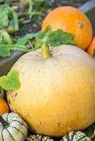 Citrouille Cent Poids parmi les courges et les citrouilles.