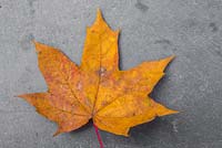 Feuille d'automne Acer platanoides contre ardoise.