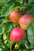 Malus dosmestica 'Noyau d'Ashmead'