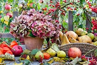 Pot de têtes de graines d'hortensia, couronne d'églantier, Physalis et panier de poires et de pommes récoltées.