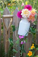 Boîte de lait de dahlias accroché à une clôture et une poignée en bois.