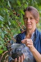Femme butinant Rubus fruticosus - Blackberry