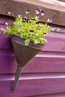 Viola tricolor planté dans un entonnoir à huile vintage, accroché sur le côté d'un cabanon