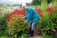 Pamela Harris dans son jardin. Persicaria - JS Caliente fleurs avec plantation de style prairie sur un matin d'automne brumeux