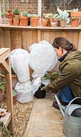 Femme couvrant les plantes en molleton et les stockant dans une serre, pour se protéger pendant la saison d'hiver