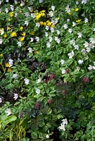 Parterre de fleurs printanières d'anémones, de Corydalis et de Ficarus. Victoria BC, Canada