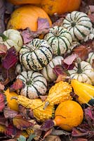 Affichage de citrouille automnale avec des feuilles d'automne. Avec Squash 'Uchiki Kuri', Squash 'Sweet Dumpling' et Courges 'Autumn Glory'