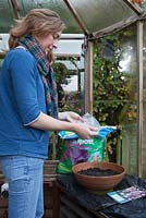 Planter des bulbes de crocus dans une serre dans des pots en terre cuite, retirer les bulbes du sac, Crocus 'Whitewell Purple'