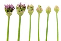 Allium stipitatum 'Violet Beauty '. Six boutons floraux à différents stades d'ouverture