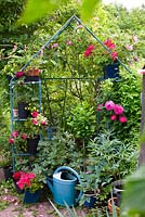 Cadre en métal avec étagères utilisées dans le jardin pour les plantes en pot, y compris la rose, le pélargonium, Lamprocapnos spectabilis