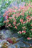 Helianthemum dans le jardin de rocaille. Victoria BC, Canada