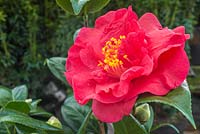 Camellia japonica 'Dr. Burnside'
