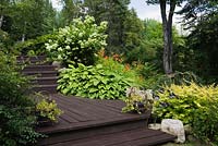Terrasse en bois brun terrasse en bois bordée de plantes hosta vert vif et arbuste hortensia à fleurs blanches dans le jardin de la cour avant en été