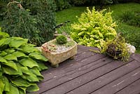 Terrasse en bois brun avec terrasse en bois et jardinière en béton avec echeveria - plantes succulentes, bonsaï à feuilles persistantes miniatures, hosta et caragana pendula - arbuste pleureur en été