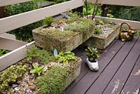 Terrasse en bois brun terrasse en bois et jardinières en béton avec echeveria - plantes succulentes en été
