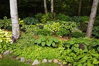 Parterres bordés de pierres et plantés d'hostas, y compris ptéridophytes - fougères dans le jardin, l'été