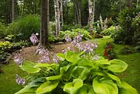 Plante hosta à fleurs mauves dans un jardin boisé, été