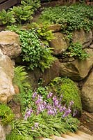 Hostas, ptéridophytes, fougères et pourpre lamium maculatum - deadnettle poussant au sommet d'un mur de pierre avec une floraison mauve au premier plan et sedum acre - orpin, été