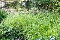Carex elata 'Aurea' dans un jardin boisé au printemps. Bowles 'Golden sedge. Wind in The Willows, Ouvert pour le programme National Garden.