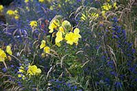 Fleurs sauvages indigènes brtish Oenothera biennis, Echium vulgare, floraison en été. Onagre commune, Vipers Bugloss.
