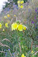 Fleurs sauvages indigènes brtish Oenothera biennis, Echium vulgare, floraison en été. Onagre commune, Vipers Bugloss.