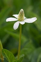 Anemopsis californica - Yerba mansa