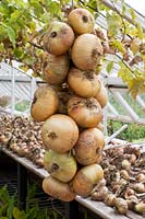 Oignons de Stuttgart enfilés - pendant la période de récolte, il y a des démonstrations sur la façon de ficeler les oignons. Septembre.