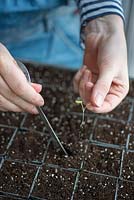 Piquer les semis - faire des trous avec une louche pour le semis peut être placé en position verticale