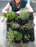 Jeune femme arrosant des herbes et des fraises dans des sacs muraux - Jardinage vertical